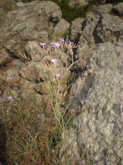Piccoli fiori sugli scogli - Limonium sp.