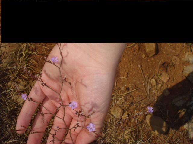 Piccoli fiori sugli scogli - Limonium sp.