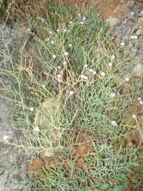 Piccoli fiori sugli scogli - Limonium sp.