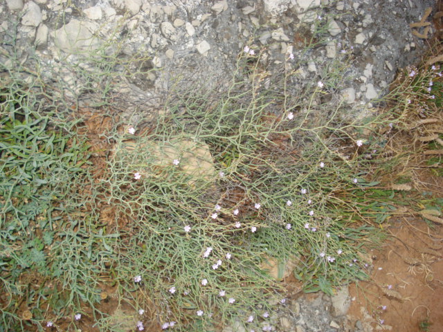 Piccoli fiori sugli scogli - Limonium sp.