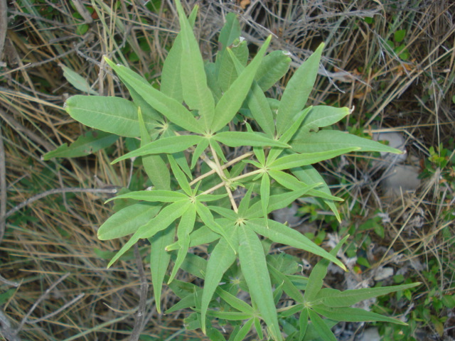 Vitex agnus-castus / Agnocasto