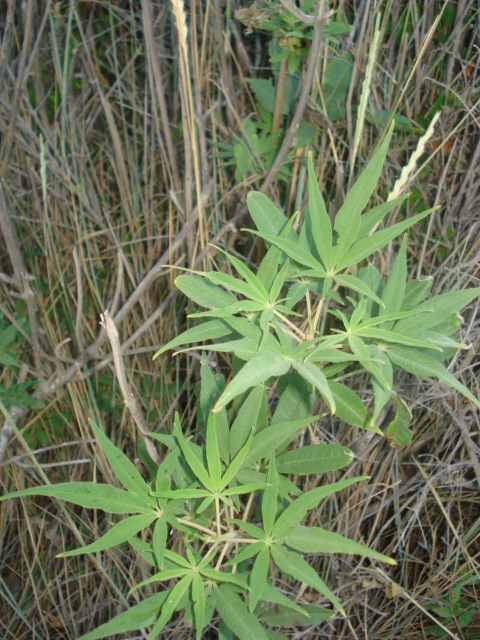 Vitex agnus-castus / Agnocasto