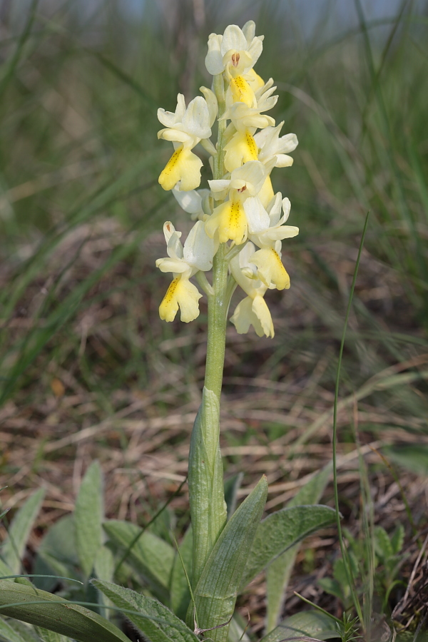 Adesso  certo.... Orchis pauciflora in Sicilia