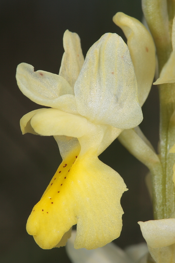 Adesso  certo.... Orchis pauciflora in Sicilia