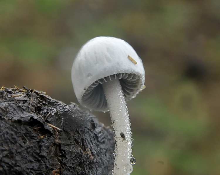 Un grosso dilemma...