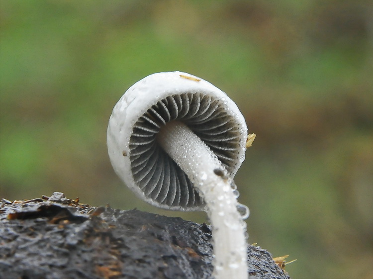 Un grosso dilemma...