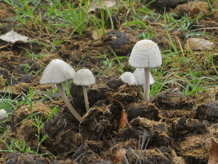 Un grosso dilemma...