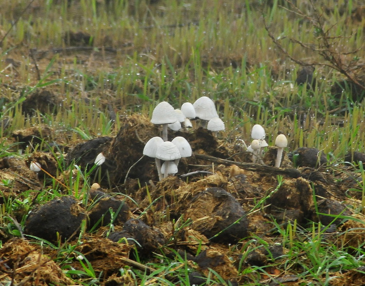 Un grosso dilemma...