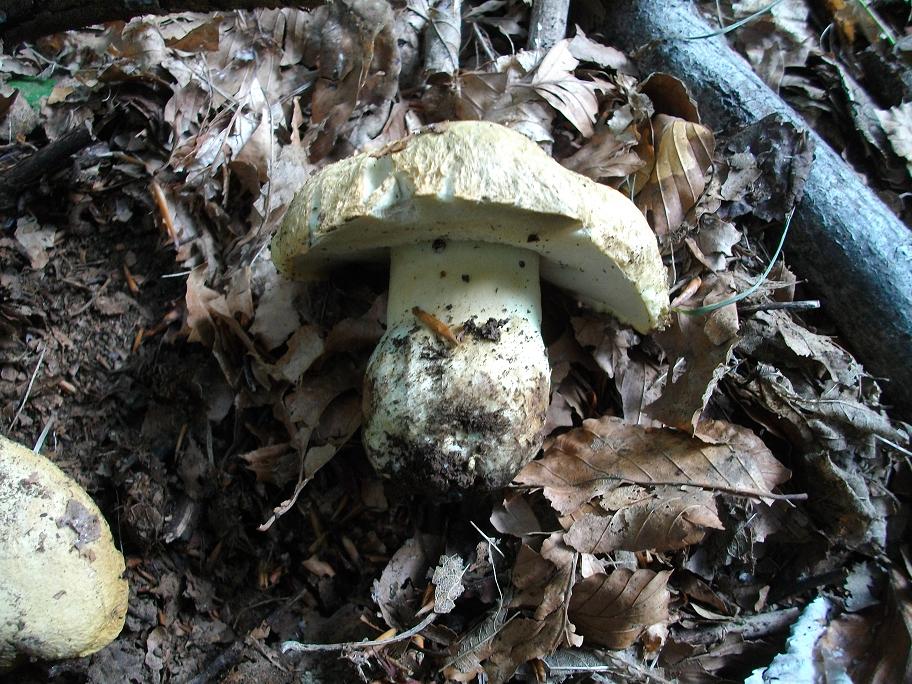 Boletus sp. , ma quale? - Gyroporus cyanescens