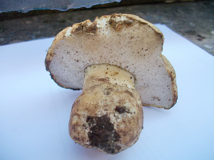 Boletus sp. , ma quale? - Gyroporus cyanescens