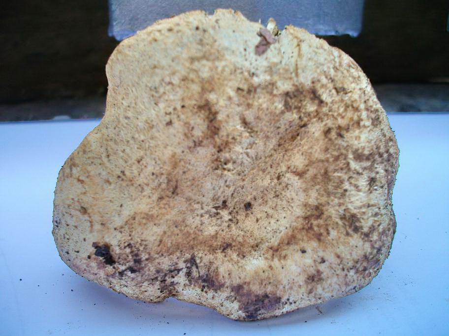 Boletus sp. , ma quale? - Gyroporus cyanescens