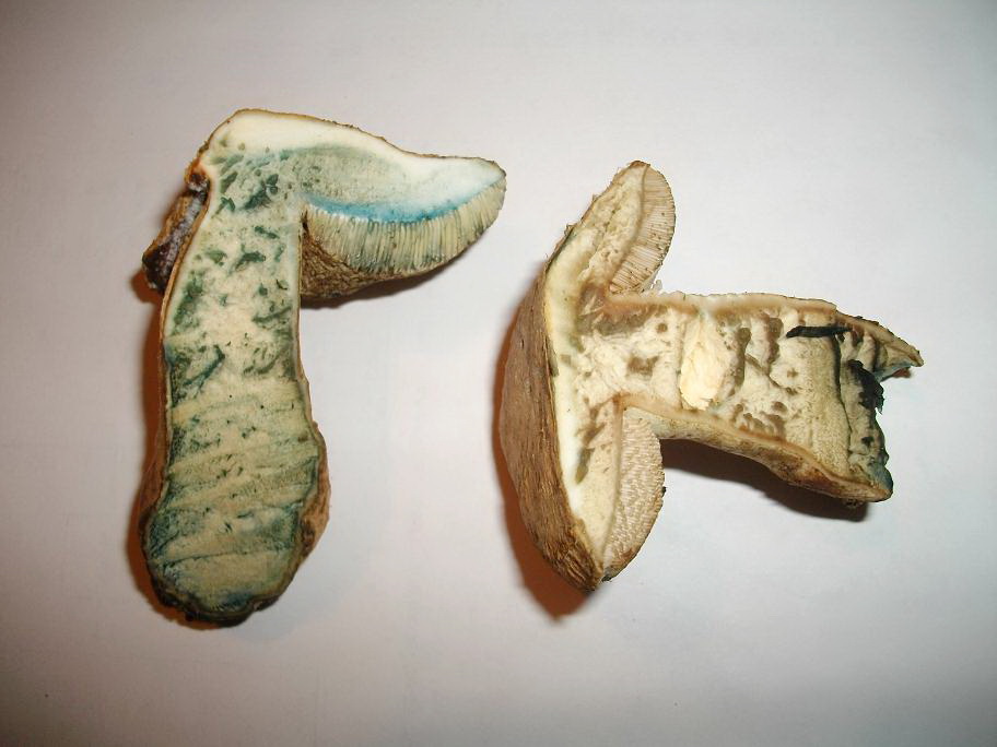 Boletus sp. , ma quale? - Gyroporus cyanescens