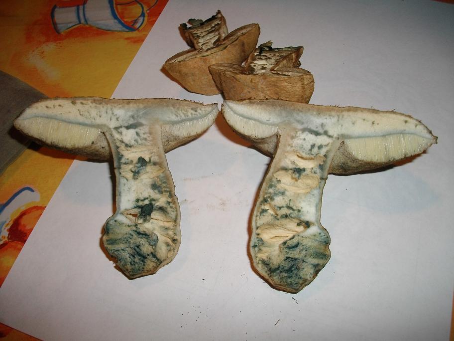 Boletus sp. , ma quale? - Gyroporus cyanescens