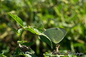 Pieris cf.brassicae