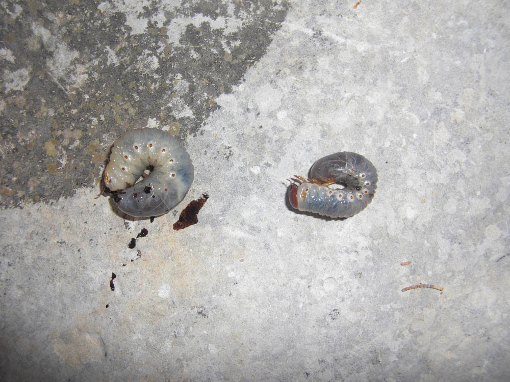 Larve di Pentodon sp.?