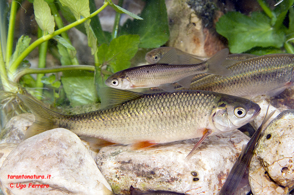 rovella rutilus rubilio ? , Natura Mediterraneo | Forum Naturalistico