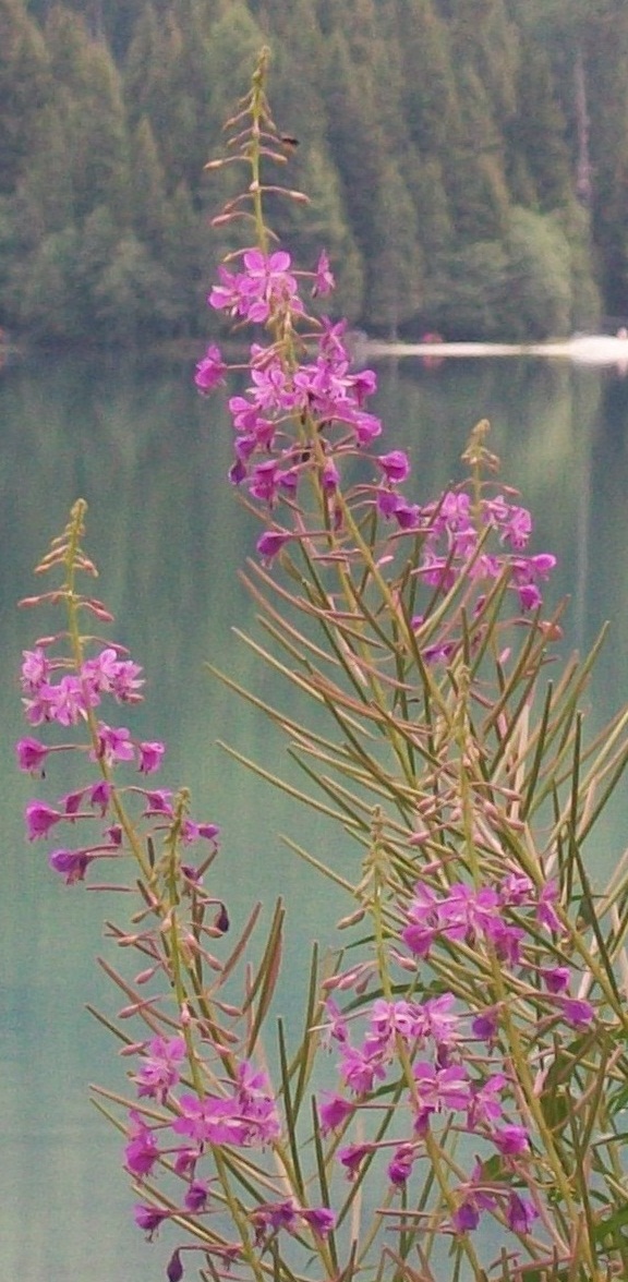 Fiore rosa -  Chamaenerion angustifolium (ex Epilobium angustifolium)