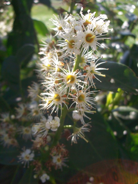 Prunus laurocerasus