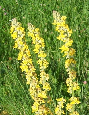 fiori gialli - Verbascum sp.