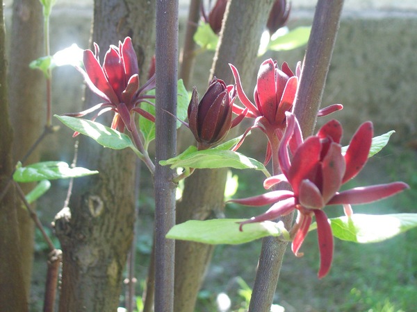 piantina bord - Calycanthus floridus