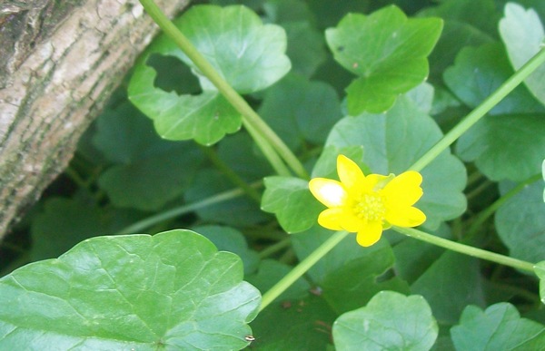 Ranunculus ficaria L.