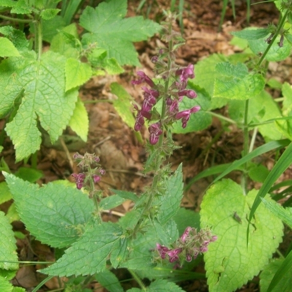 pianta Baviera - Stachys sylvatica