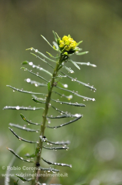 Pianta appenninica senza nome