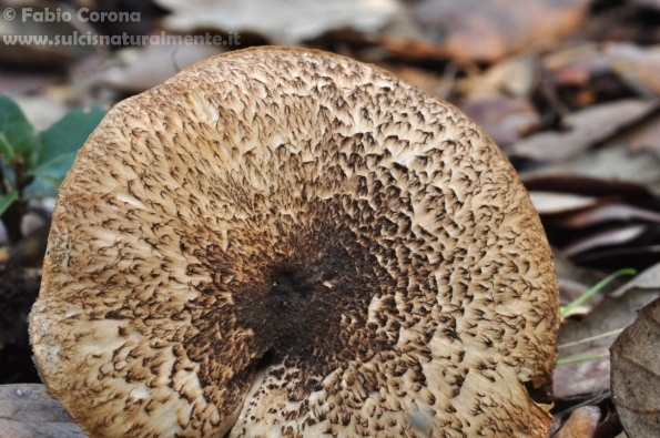 Fungo in cerca di nome