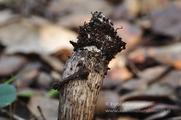 Fungo in cerca di nome