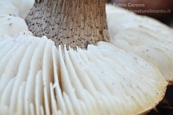 Fungo in cerca di nome