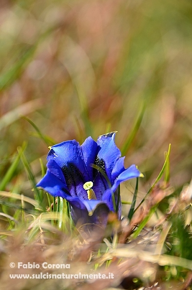 Gentiana acaulis