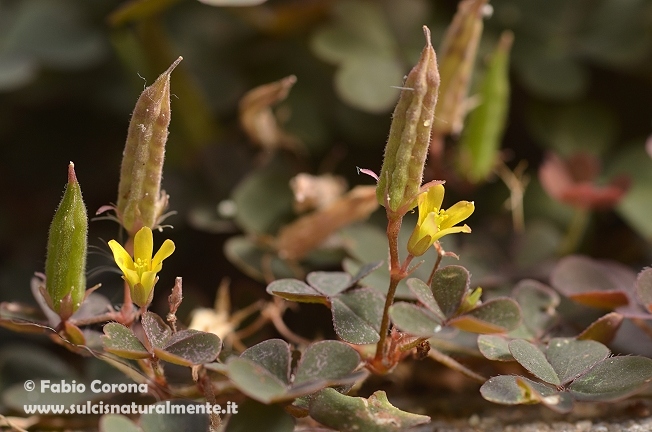 Oxalis corniculata