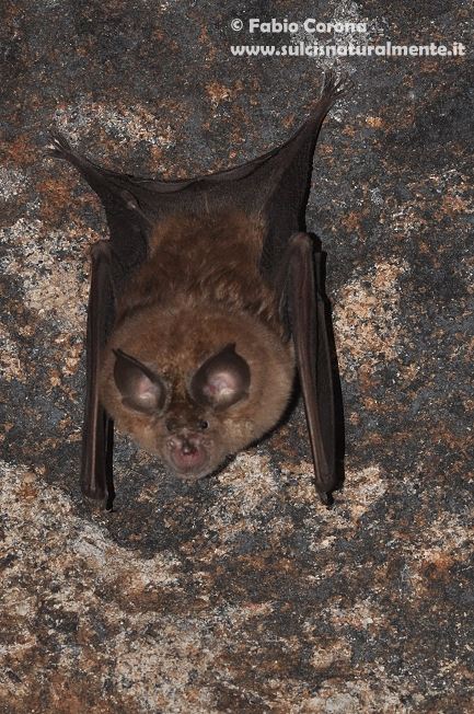 Rhinolopus da determinare