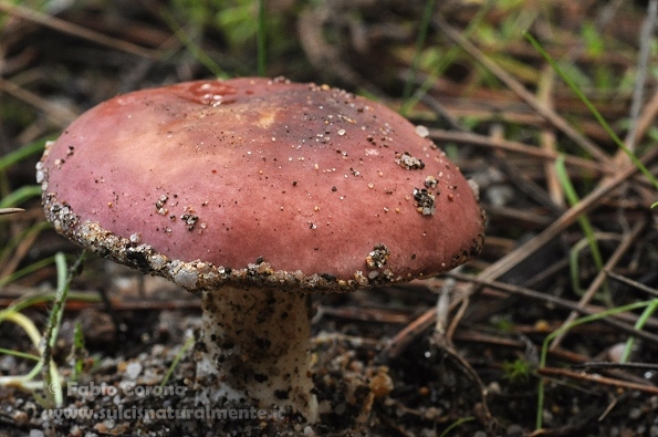 Russula in pineta