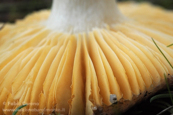 Russula in pineta