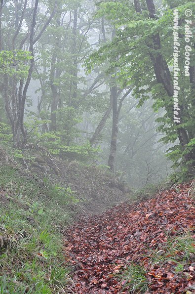 PN Foreste Casentinesi: San Benedetto in Alpe