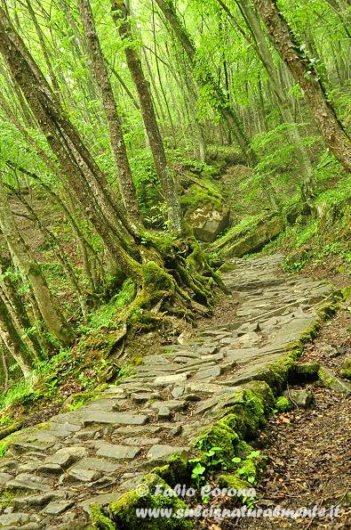 PN Foreste Casentinesi: San Benedetto in Alpe