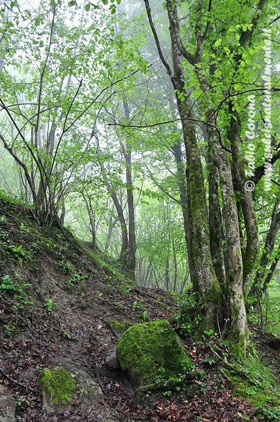 PN Foreste Casentinesi: San Benedetto in Alpe