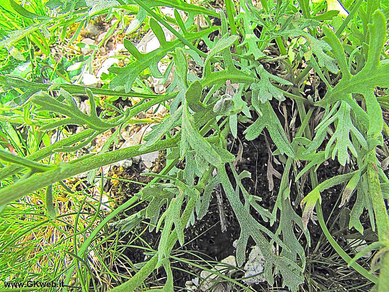 Achillea clavenae