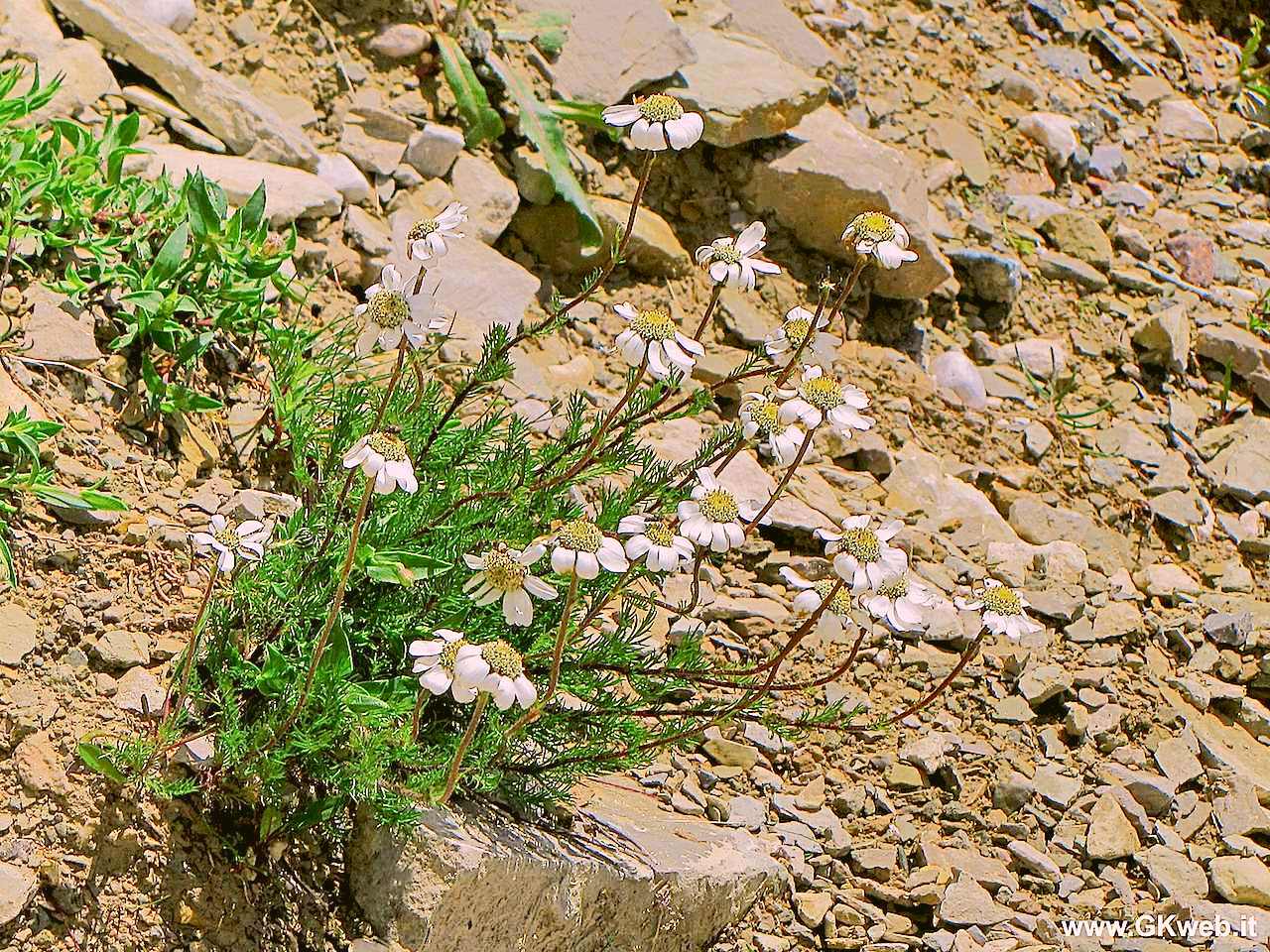 Achillea barrelieri subsp. oxyloba /Millefoglio dei macereti