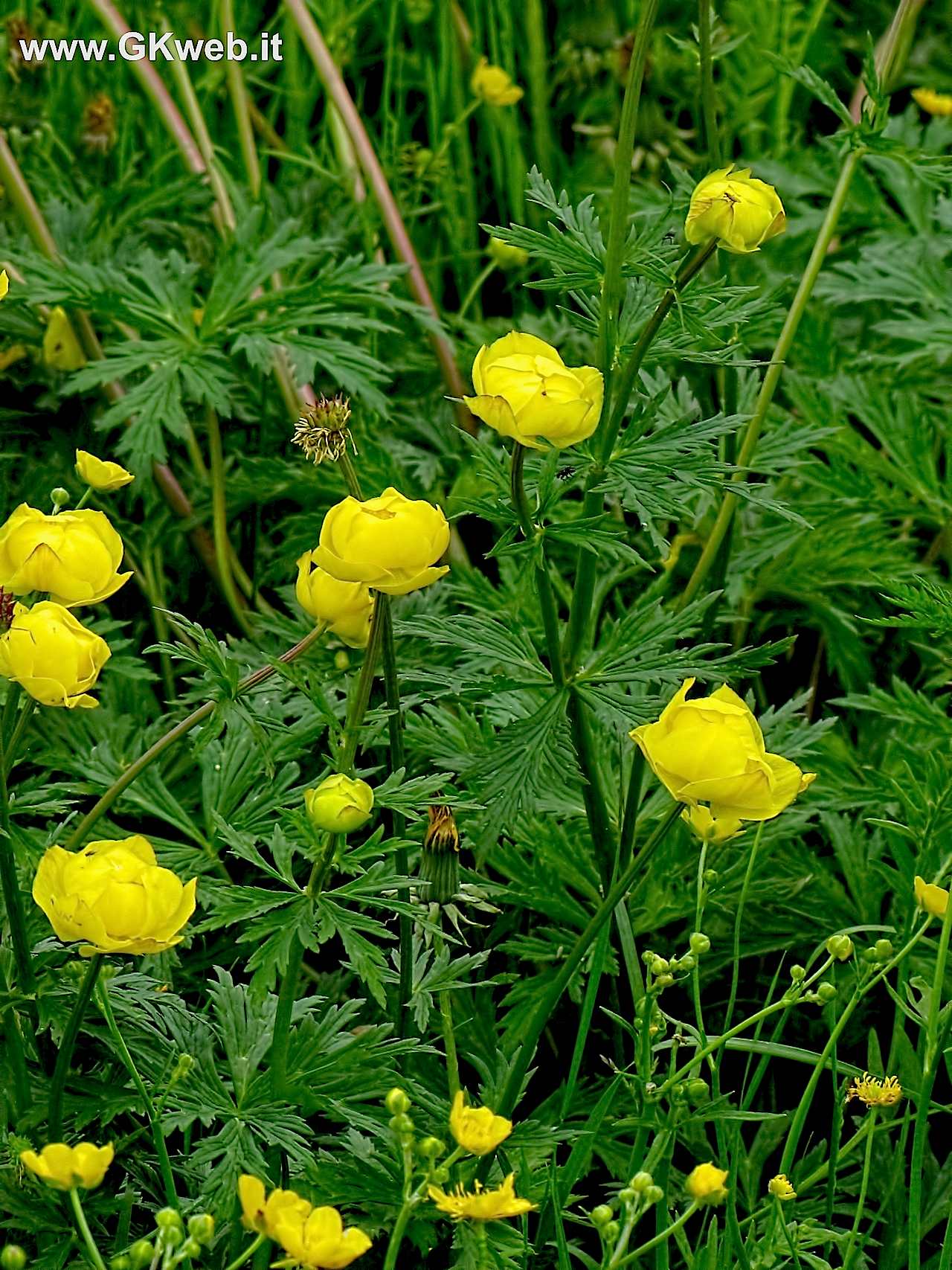 I botton d''oro saranno comuni, ma