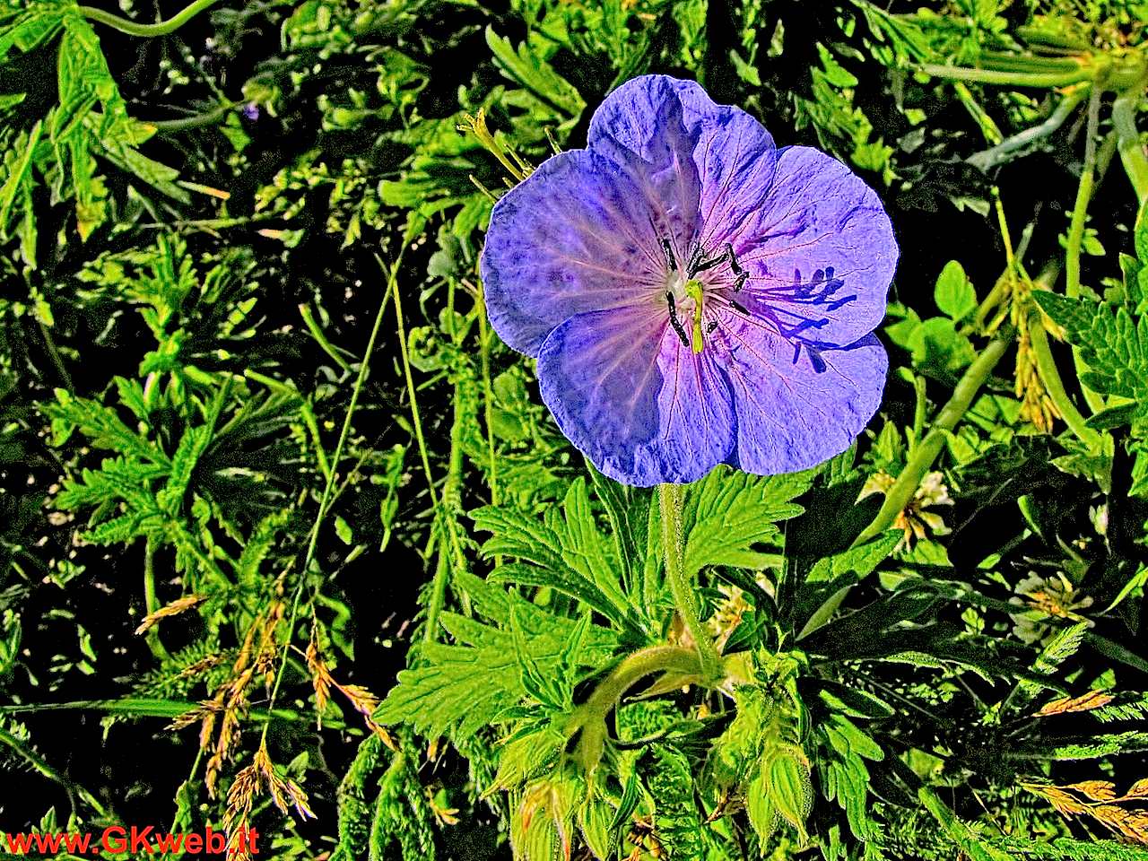 Geranium pratense / Geranio dei prati