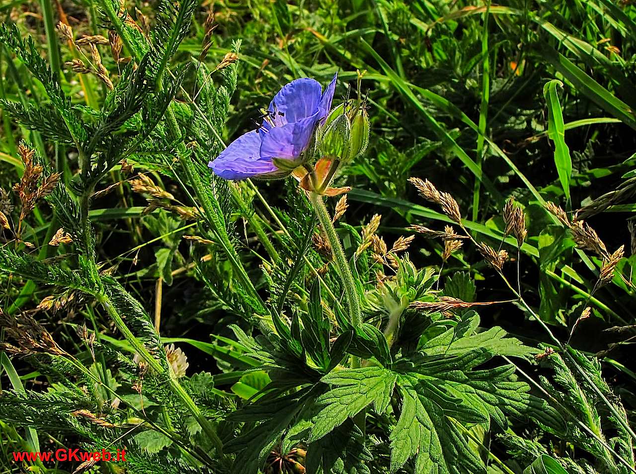 Geranium pratense / Geranio dei prati