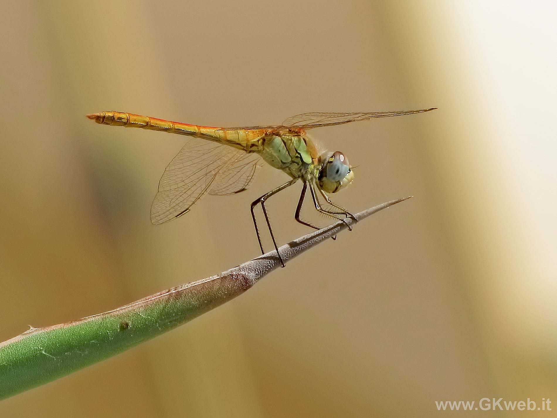 Libellula in Liguria