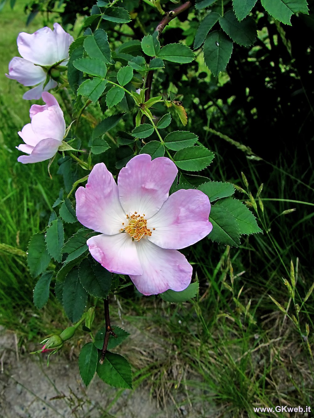 Rosa 2