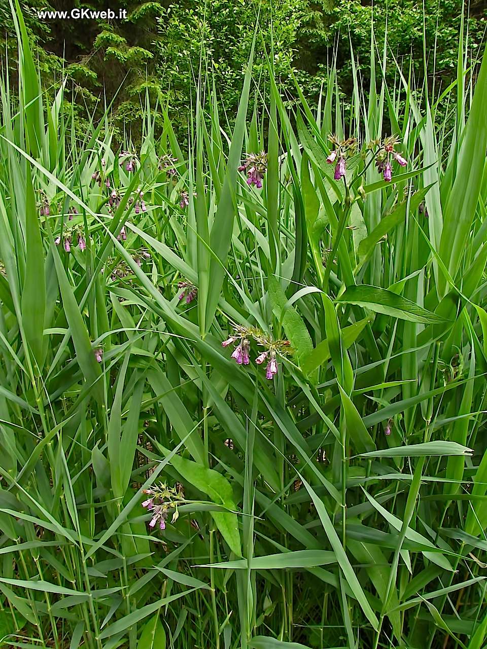 Symphytum officinale / Consolida maggiore