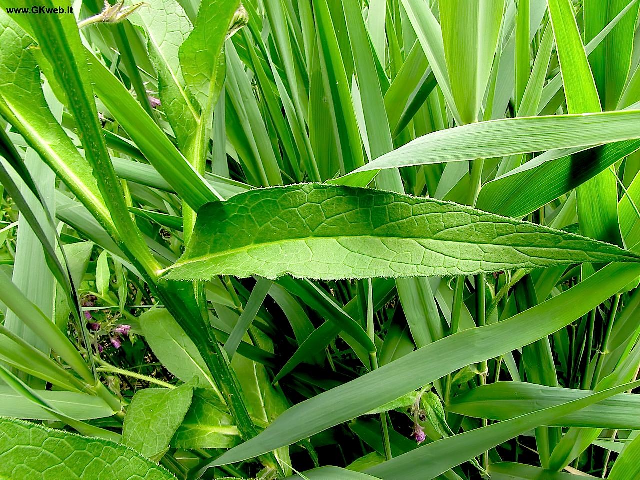 Symphytum officinale / Consolida maggiore