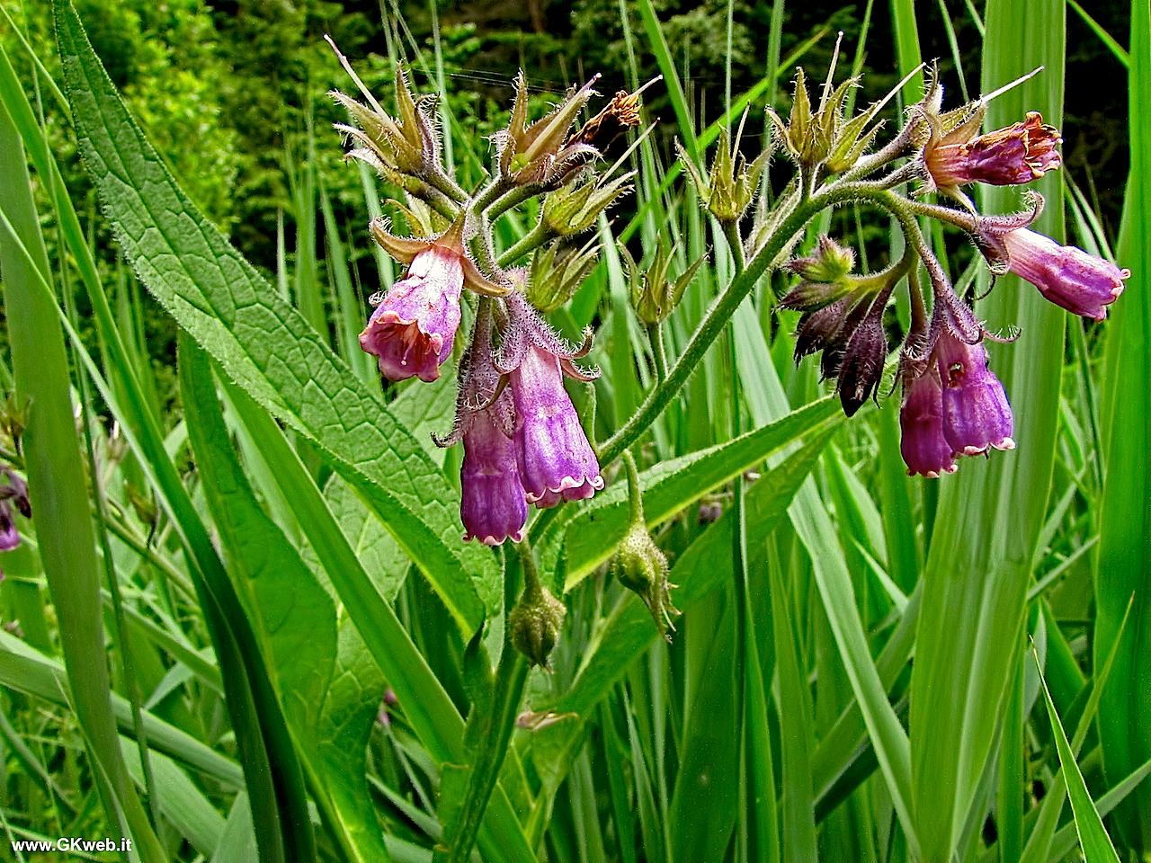 Symphytum officinale / Consolida maggiore