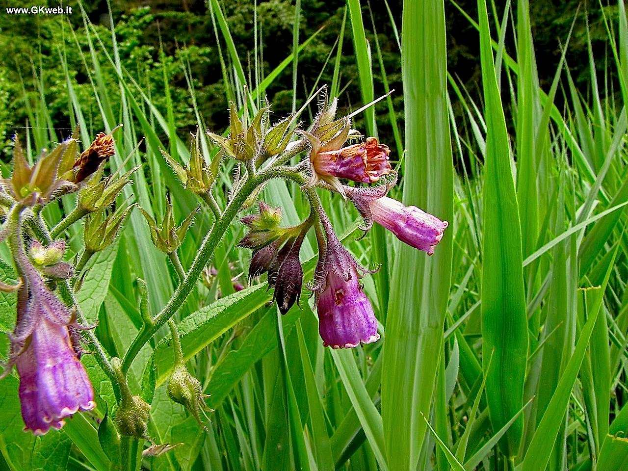 Symphytum officinale / Consolida maggiore