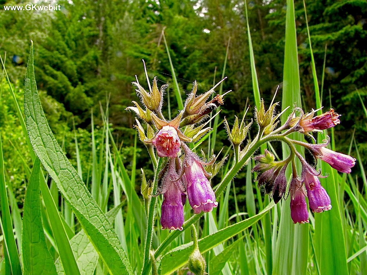 Symphytum officinale / Consolida maggiore